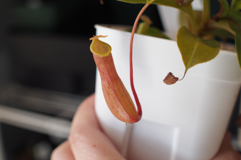 食虫植物　アラタ