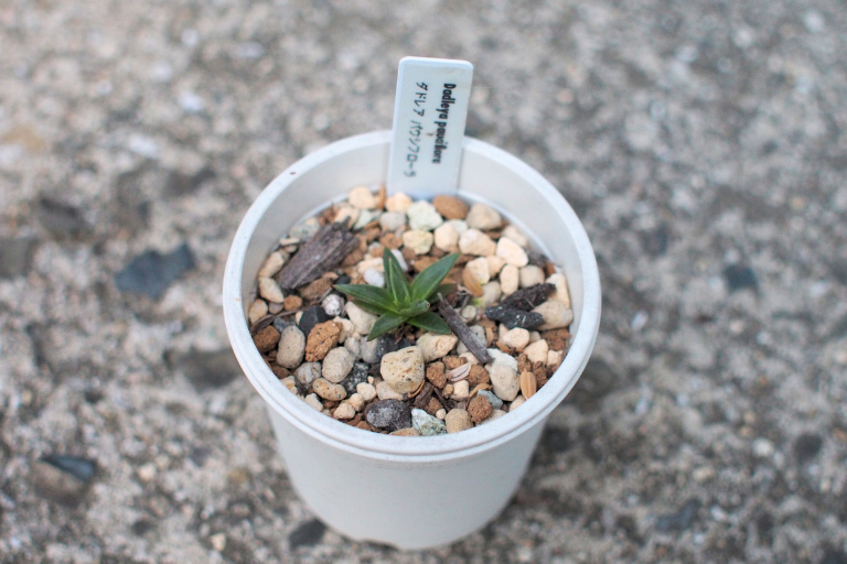 ダドレア　パウシフローラ（Dudleya pauciflora）の実生苗