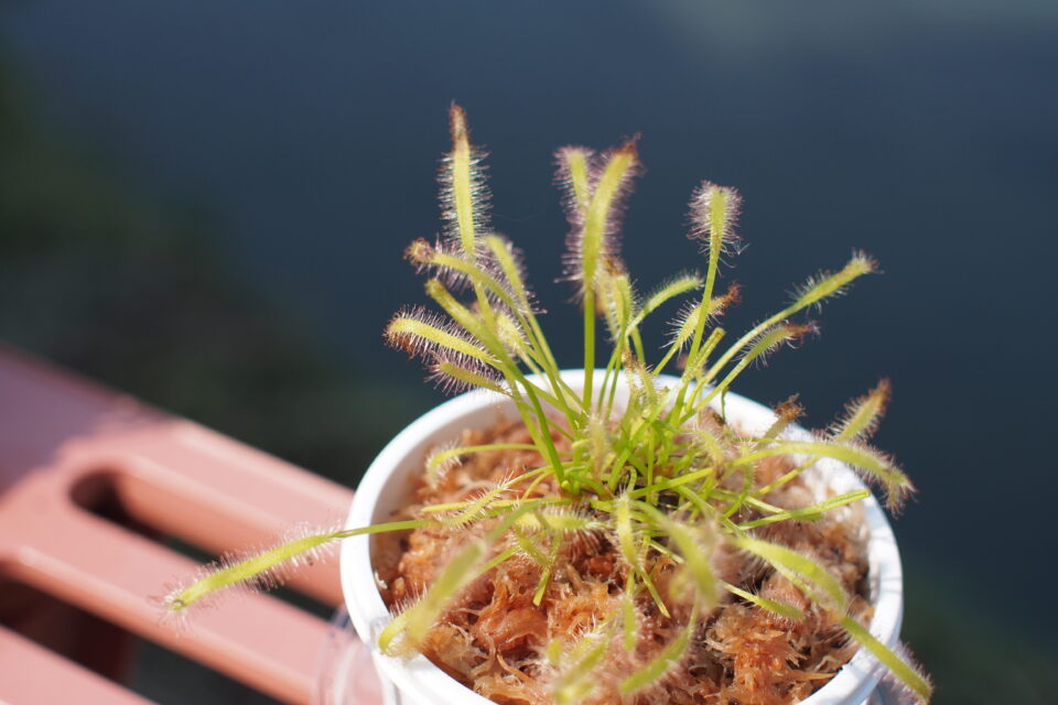 ドロセラ・カペンシス・アルバ（Drosera capensis 'Alba'）