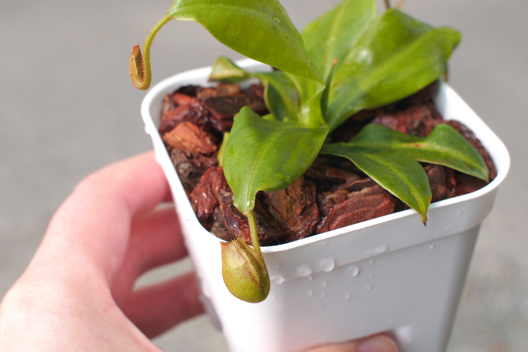 グラシリス　スポート（Nepenthes gracilis 'Sport'）