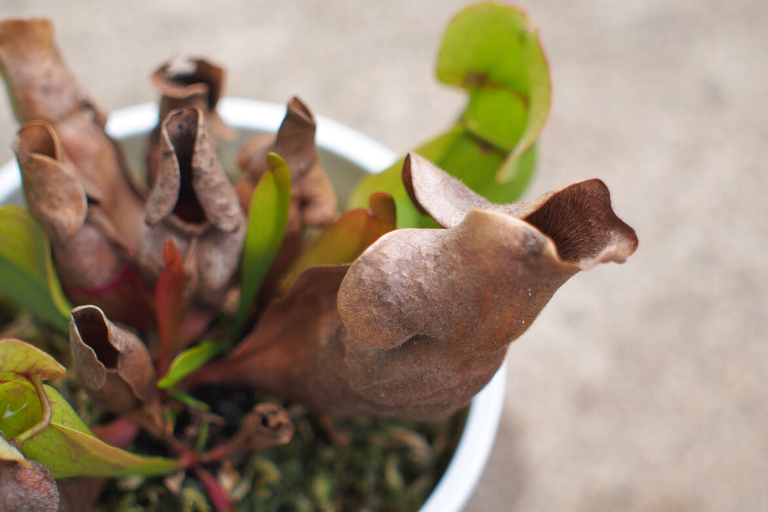 越冬に成功したプルプレア｜SSP（Sarracenia purpurea）