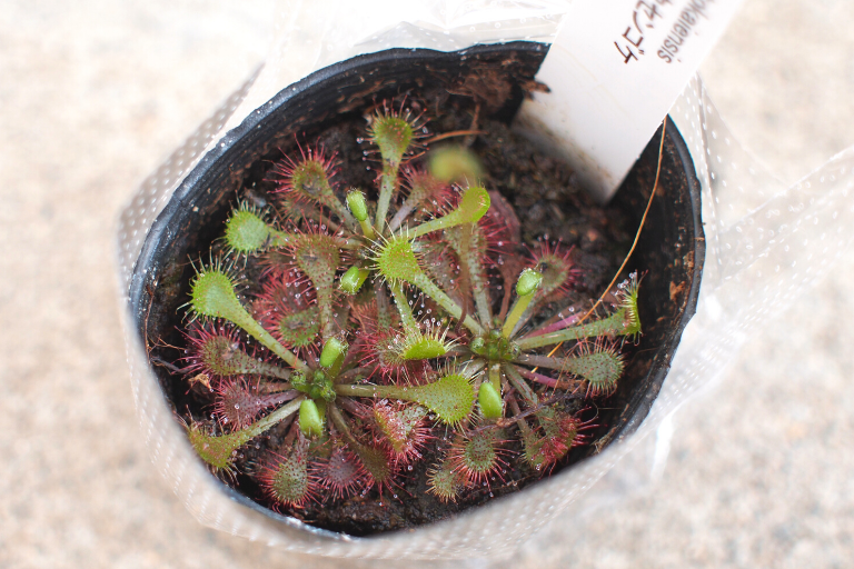 トウカイコモウセンゴケ（Drosera tokaiensis）