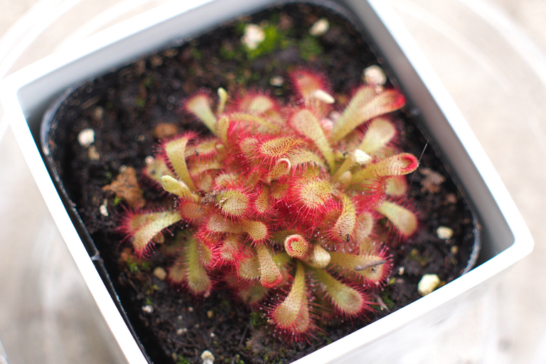 アリキアエ（Drosera aliciae）