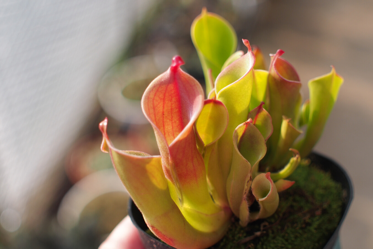 ヘリアンフォラ（Heliamphora）