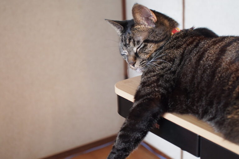【朗報】猫の腎臓病に新薬誕生！AIMたんぱく質を使った治療薬が令和9年に実用化へ