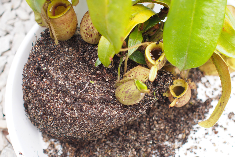 ネペンテス アンプラリアの植え替えの様子