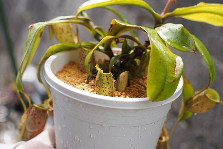 鹿沼土に植え替えたネペンテスアンプラリア