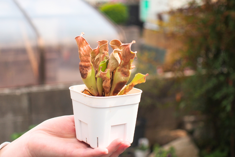 枯れ込んだ食虫植物ヘリアンフォラ