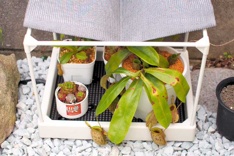 多肉マンションに植物をいれたところ