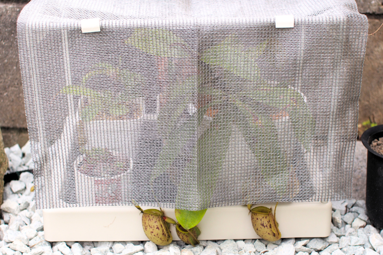 多肉マンションに植物をいれたところ