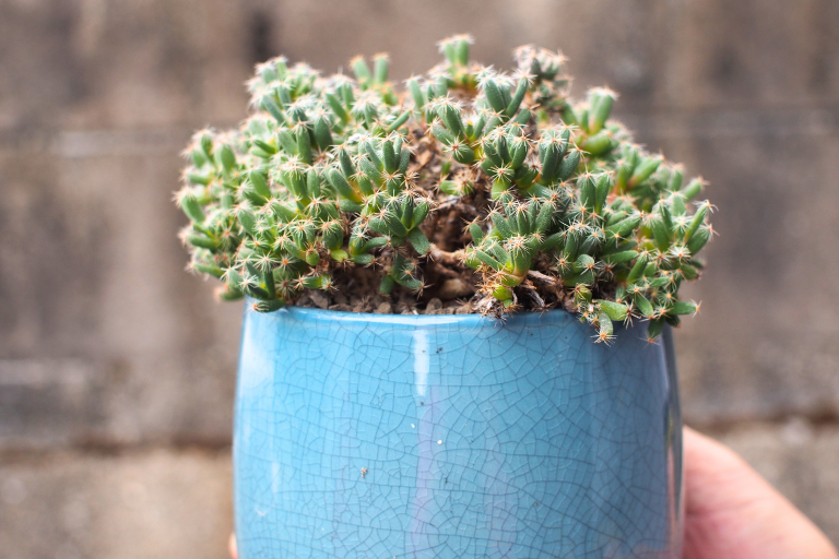 きれいなブルーの鉢に植えたトリコディアデマデンサム