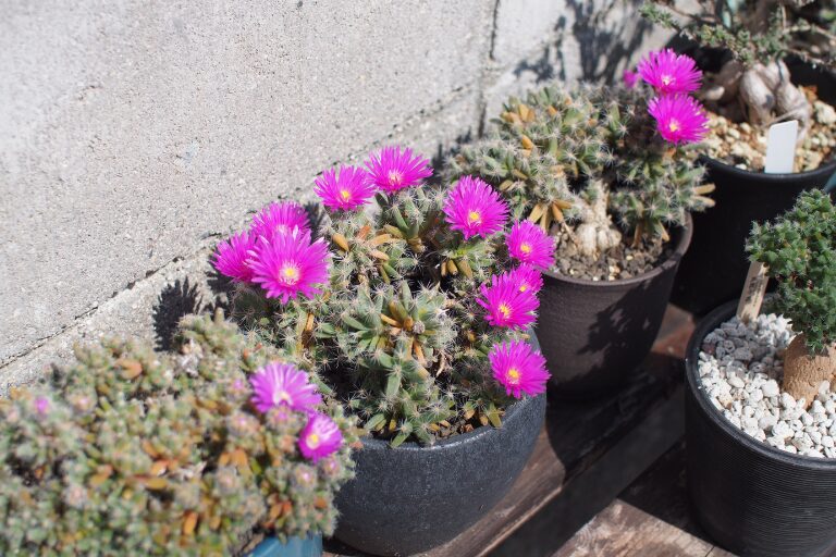 ピンクのきれいな花を咲かせたトリコディアデマデンサムたち