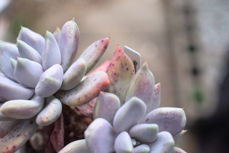葉にぶつぶつのある多肉植物