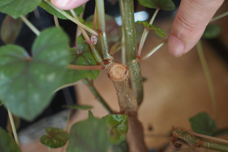 ベゴニア・ドレゲイの茎をカットした跡