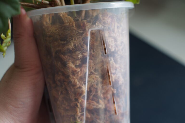 ベゴニア・ドレゲイを水苔で育てている様子
