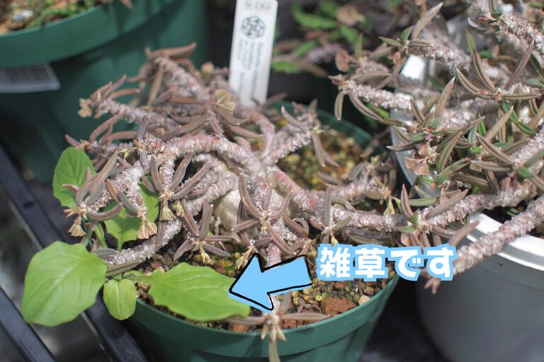 家で育てている6月頃のキリンドリフォリア