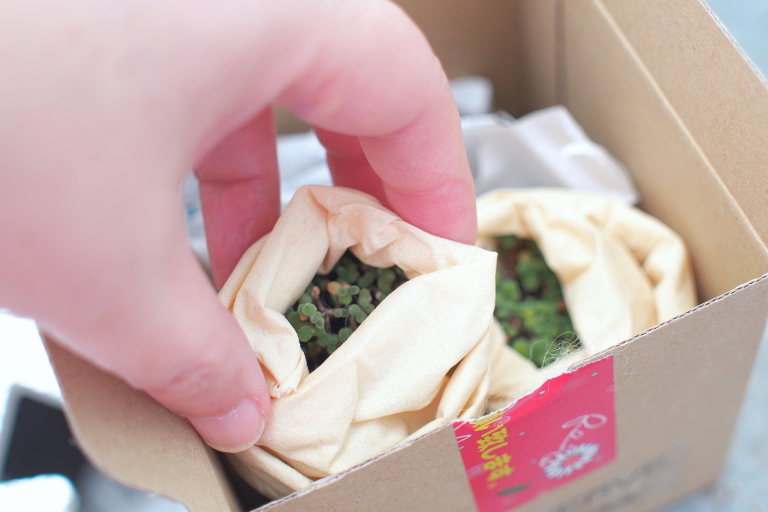 通販で購入したドロサンテマム「蜜橘」を箱から取り出しているところ