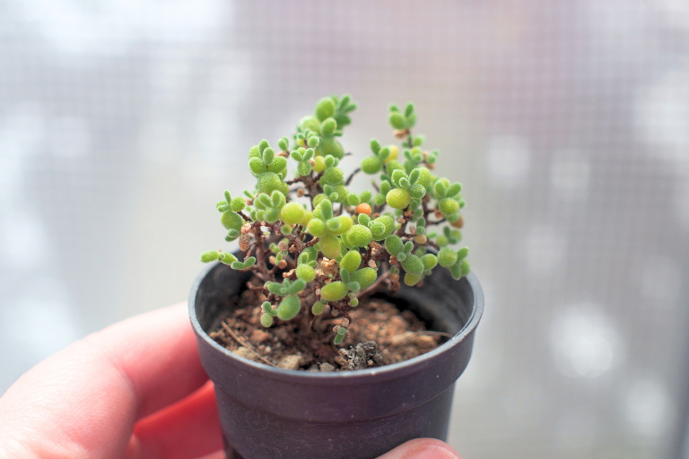 ドロサンテマム「蜜橘」